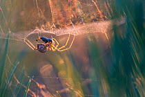 Money spider (Linyphiidae) in its sheet web eating a beetle, backlit at sunset. Thursley Common National Nature Reserve, Surrey, UK. October.
