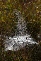 Sheet web of Money spider (Linyphiidae) Thursley Common National Nature Reserve, Surrey, UK. October.