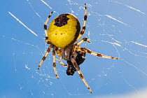 Marbled orb-weaver spider (Araneus marmoreus var. pyramidatus)  female with insect prey in web. Woodwalton Fen National Nature Reserve, Cambridgeshire, UK.