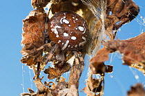 Four-spot orb weaver spider female (Araneus quadratus). Peak District National Park, Derbyshire, UK. October.