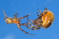 Four-spot orb weaver spider (Araneus quadratus) male approaching larger female to mate. Peak District National Park, Derbyshire, UK. October.