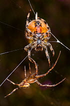 Four-spot orb weaver spider (Araneus quadratus) male approaching larger female to mate. Peak District National Park, Derbyshire, UK. October.