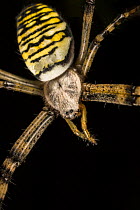 Wasp spider (Argiope bruennichi) female, Dorset, UK. August. Invasive species.