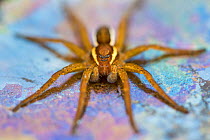 Raft spider (Dolomedes fimbriatus) female on Heathland pool, Surrey, UK. October. The multicoloured film results from chemoautotrophic bacteria that oxidise iron and manganese ions in the water, with...