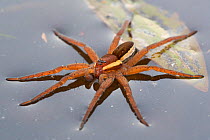 Raft spider (Dolomedes fimbriatus) female on Heathland pool, Surrey, UK. October.