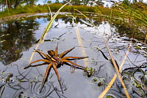 Raft Spider (Dolomedes fimbriatus) female on heathland pool. Note wing of predated damselfly floating on water's surface under the spider. Dorset, UK. August.