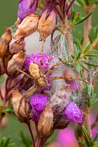 Running crab spider (Philodromus sp.) female guarding egg sac. Arne RSPB reserve, Dorset, UK. August.