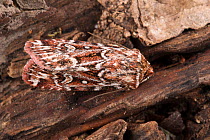 True lover's knot moth (Lycophotia porphyrea)  Dorset, UK. August.