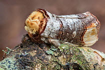 Buff-tip moth (Phalera bucephala) showing twig-like camouflage. Dorset, UK. August.