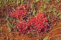 Hybrid Sundew (Drosera x obovata), a naturally occuring hybrid (Drosera anglica crossed with Drosera rotundifolia). Dorset, UK. August.