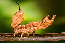 Lobster moth (Stauropus fagi) final instar larva in defensive posture, UK, August. Captive.