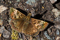 Dingy skipper butterfly (Erynnis tages) basking with wings open, Peak District National Park, Derbyshire, UK. May.