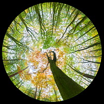 View up towards autumnal Beech (Fagus sylvatica) woodland canopy,  taken with a fisheye lens. Derbyshire, UK. October.