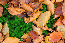 Dead beech leaves lying on Polytrichum Moss (Polytrichum commune) on forest floor. Peak District National Park, Derbyshire, UK. October.