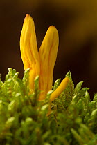 Golden spindles fungus (Clavulinopsis fusiformis) Sherwood Forest National Nature Reserve. Nottinghamshire, UK. October.