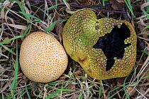 Common earthball fungus (Scleroderma citrinum) showing old and new fruiting bodies. Sherwood Forest National Nature Reserve, Nottinghamshire, UK. October.