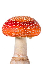 Fly agaric fungus (Amanita muscaria) against white background, Peak DIstrict National Park, Derbyshire, UK. October.