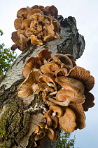 Honey fungus (Armillaria sp.) growing on dead Birch tree. Sherwood Forest National Nature Reserve, Nottinghamshire, UK. October.
