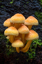 Sulphur tuft fungus (Hypholoma fasciculare) Sherwood Forest National Nature Reserve, Nottinghamshire, UK. October.