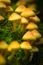 Sulphur tuft fungus (Hypholoma fasciculare) growing on decaying log. Peak District National Park, Derbyshire, UK. October.