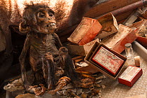 Mummified infant Chimpanzee (Pan troglodytes) a relic from  research from 1959, amongst old laboratory paraphernalia and assorted zoological specimens. CRSN (Centre de Recherche en Sciences Naturelles...