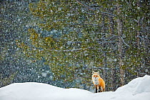 Red fox (Vulpes vulpes) standing in snowfall, Grand Teton National Park, Wyoming, USA, February. Winner of the NPL Best Single Image award in the Terre Sauvage Nature Images Awards competition 2015.