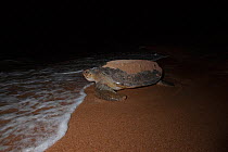 Green turtle (Chelonia mydas) returning to see after egg laying, e to open sea after digging nest.  Bissagos Islands, Guinea Bissau. Endangered species. 3rd Place in the SOS Especes Menacees / SOS End...