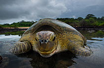 Green Turtle (Chelonia mydas) returning to sea, Bissagos Islands, Guinea Bissau. Endangered species.  3rd Place in the SOS Especes Menacees / SOS Endangered Species Portfolio category of the Terre Sau...