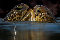 Green turtle (Chelonia mydas) two interacting at surface, Bissagos Islands, Guinea Bissau Endangered species.  3rd Place in the SOS Especes Menacees / SOS Endangered Species Portfolio category of the...
