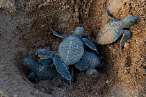 Green turtle (Chelonia mydas) hatchlings emerging from nest,  Bissagos Islands, Guinea Bissau. Endangered species. 3rd Place in the SOS Especes Menacees / SOS Endangered Species Portfolio category of...