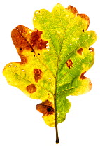 Pedunculate oak (Quercus robur) autumn leaf in the field studio, Angus, Scotland, UK. November