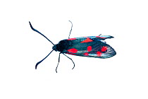 Six spot burnet moth (Zygaena filipendulae) Scotland, UK, July.