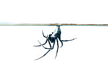 Diving bell spider (Argyroneta aquatica) underwater gathering air, Finland, June.