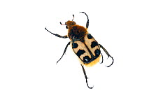 Bee beetle (Trichius fasciatus) Belgium, May.