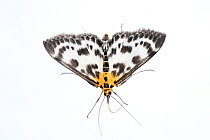 Small magpie moth (Eurrhypara hortulata) Scotland, UK, May.