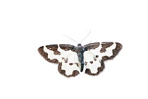 Clouded border moth (Lomaspilis marginata) Scotland, UK, June.