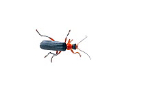 Soldier beetle (Cantharis sp) in the field studio, Scotland UK, June.
