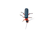 Soldier beetle (Cantharis sp) in the field studio, Scotland UK, June.
