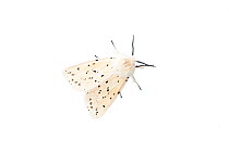 White ermine moth (Spilosoma lubricipeda) Scotland, UK, June.