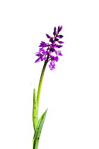 Early purple orchid (Orchis mascula) flowers, Burgundy, France, April.