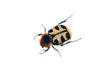 Bee beetle (Trichius fasciatus) Belgium, May.