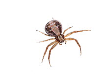 Spider (Xysticus cristatus) female, Belgium. May.