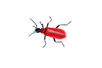 Cardinal beetle (Pyrochroa coccinea) Belgium, May.