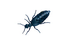 Oil beetle (Meloe) gravid female, Burgundy, France