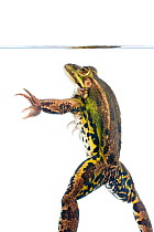 Edible frog (Pelophylax esculentus) in freshwater, Burgundy, France.