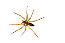 Raft spider (Dolomedes fimbriatus) Burgundy. France, April.