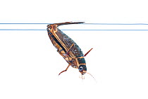 Great diving beetle (Dytiscus marginalis) underwater, Burgundy, France. April.