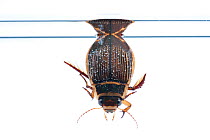 Great diving beetle (Dytiscus marginalis) Burgundy, France. April.