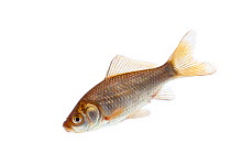 Goldfish (Carassius auratus) introduced species, Burgundy, France, April.