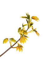 Emerging Sycamore leaves (Acer pseudoplatanus) Scotland, UK, May.